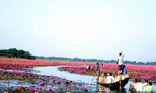 ঘুরে আসুন বিকিবিলের শাপলা রাজ্যে