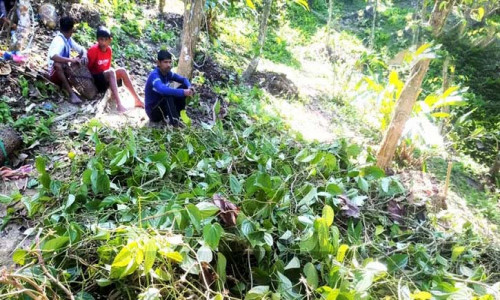 খাসিয়াদের ৪০০ পানগাছ নষ্ট করল দুর্বৃত্তরা