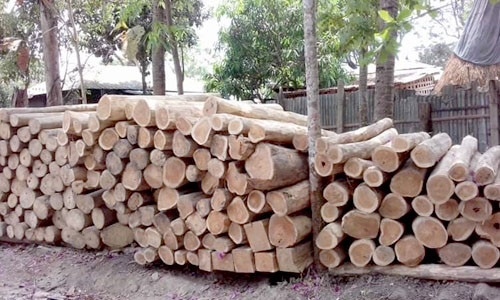 রাজস্থলীতে অবৈধ সেগুন কাঠ জব্দ