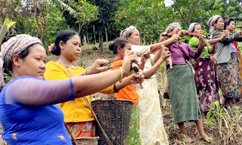 বান্দরবানে বন রক্ষায় সীডবল ছিটানো হবে ৫০ লক্ষ