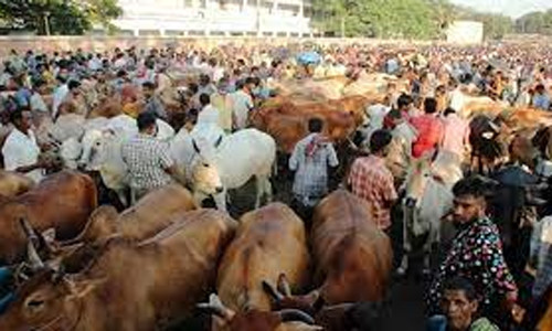 জয়পুরহাটে জমে উঠেছে পাঁচবিবি গরুর হাট