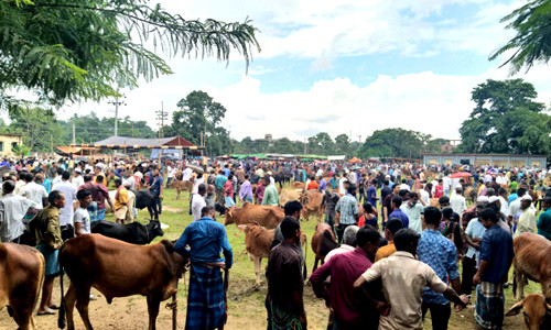 মাটিরাঙ্গায় জমে উঠছে কোরবানির হাট