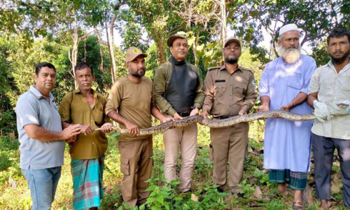 রাঙামাটির  জাতীয় উদ্যানে একটি অজগর সাপ অবমুক্ত করেছে বন বিভাগ
