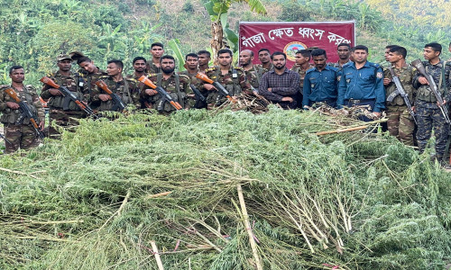 মহালছড়ি সেনা জোন কর্তৃক দেশের সর্ববৃহৎ গাঁজার ক্ষেত ধ্বংস