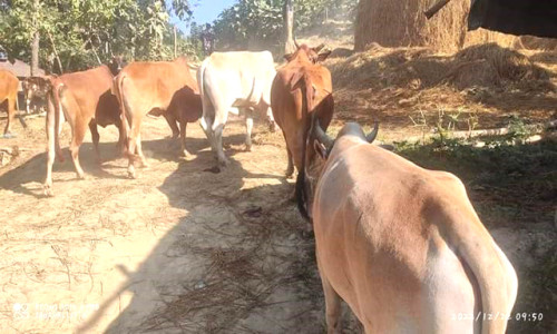 থামছে না আলীকদম সীমান্ত দিয়ে অবৈধ গরু পাচার