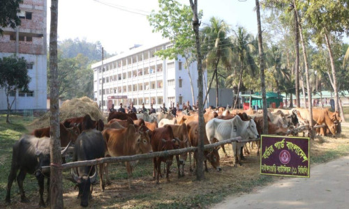 বান্দরবানে বিজিবি অভিযানে ৫১টি বার্মিজ গরু জব্দ