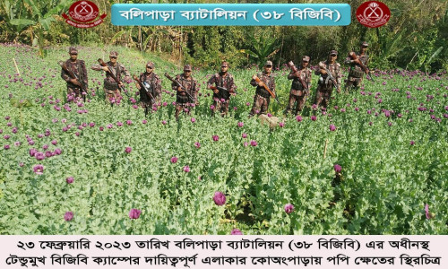 বান্দরবানে ৪৫ একর পপিক্ষেত ধ্বংস করলো বিজিবি