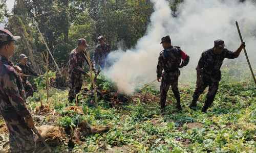 থানচিতে গহীন অরণ্যের সাড়াশি অভিযানে গাজা গাছসহ পপিক্ষেত ধ্বংস
