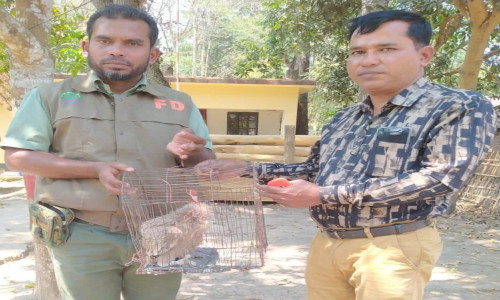 রাজস্থলীতে বন বিভাগের অভিযানে ঈগল পাখি উদ্ধার