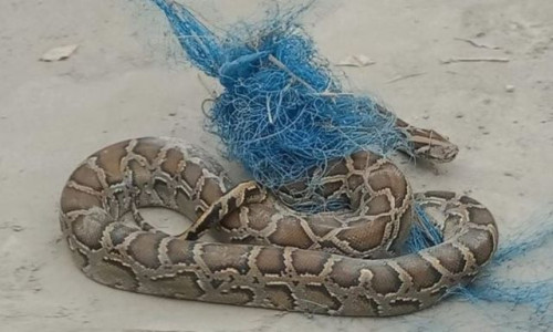 রিজার্ভ বাজারে বসতঘরের রান্নাঘরে মিলল ১১কেজি ওজনের “অজগর”