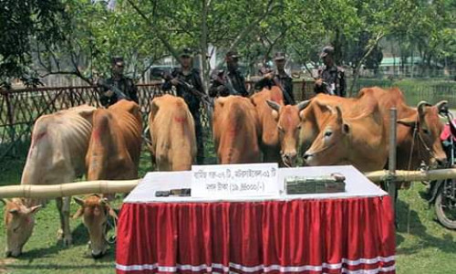 নাইক্ষ্যংছড়ি সীমান্তে সাড়ে ১৯ লাখ টাকা ও ৭ গরুসহ ৩ পাচারকারী আটক