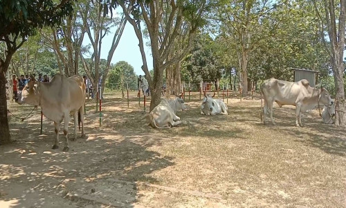 লংগদুতে বিজিবির হাতে জব্দকৃত ৮টি গরুর নিলাম