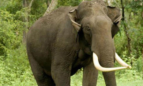 বন্যহাতির আক্রমণে কৃষকের মৃত্যু