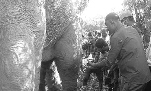 চিকিৎসা সেবা পেয়ে বনে ফিরলো অসুস্থ বন্যহাতি