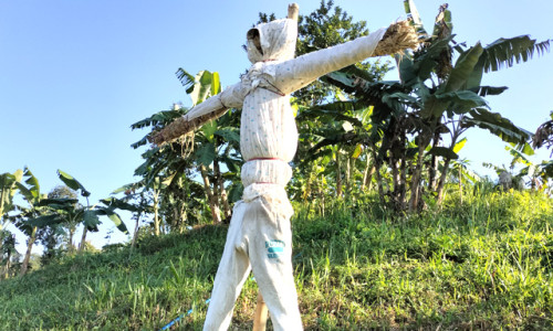 মাটিরাঙ্গায় বানর তাড়াতে কাকতাড়ুয়া