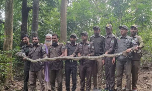 কাপ্তাই জাতীয় উদ্যানে অজগর সাপ অবমুক্ত