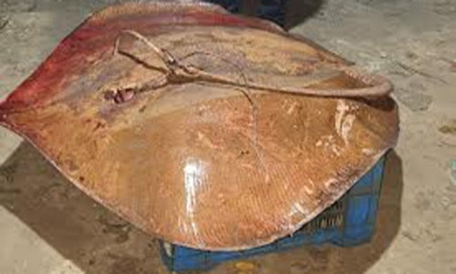 ৭২ হাজারে বিক্রি হলো ৪মণ ওজনের শাপলা পাতা মাছ