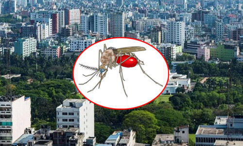 ঢাকার প্রায় ১২ শতাংশ বাড়ি ডেঙ্গুর উচ্চ ঝুঁকিতে