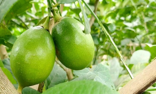 পাহাড়ি বাজারে কলা-লেবুর গায়ে আগুন!