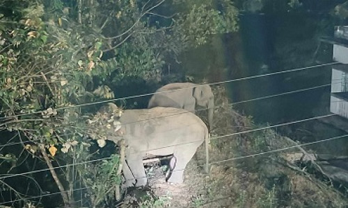 কর্ণফুলী পানি বিদ্যুৎ প্রকল্প এলাকায় বন্যহাতির আতঙ্ক