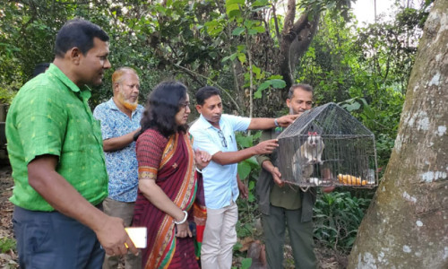 মাটিরাঙ্গায় অবমুক্ত হলো লজ্জাবতী বানর