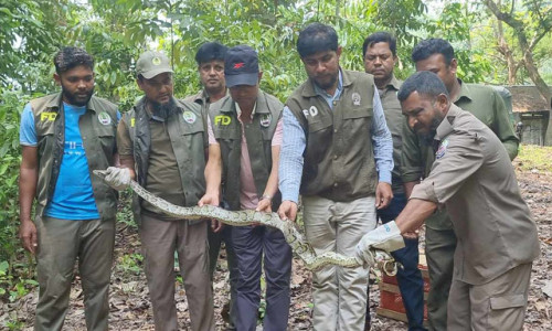 কাপ্তাই জাতীয় উদ্যানে ৮ ফুট লম্বা অজগর সাপ অবমুক্ত