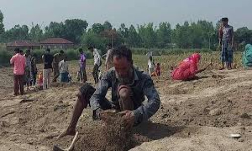 ‘সোনার জন্য গ্রামের সবাই মাটি খুঁড়ছে তো খুঁড়ছেই’