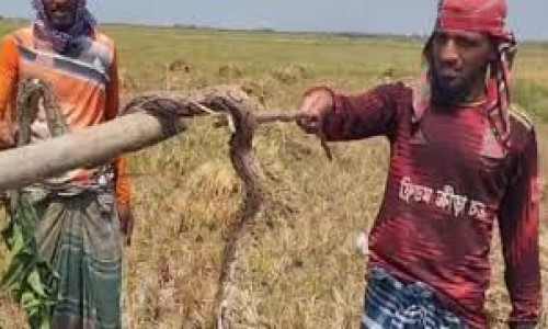 গোয়ালন্দে চরাঞ্চলে রাসেলস ভাইপার আতঙ্ক, দেড় মাসে তিনজনের মৃত্যু