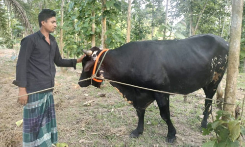 পাহাড় কাঁপাবে কালাচান !