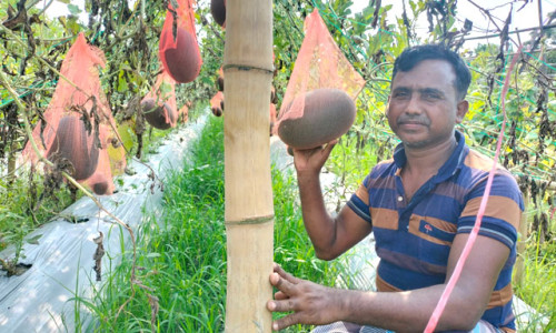 শখের বসে গ্রীষ্মকালীন তরমুজ চাষে সফল আব্দুর রব
