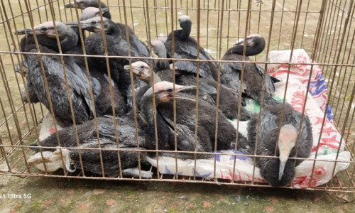 কাপ্তাইয়ে উদ্ধার ১২টি পান কৌড়ি হস্তান্তর