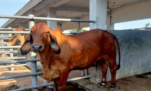 জাত আমদানি, প্রশিক্ষণ, বিদেশ সফরে ৩১ কোটি টাকা ব্যয়ের পরও ব্রাহমা নিষিদ্ধ