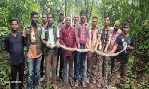কাপ্তাই জাতীয় উদ্যানে বার্মিজ অজগর সাপ অবমুক্ত