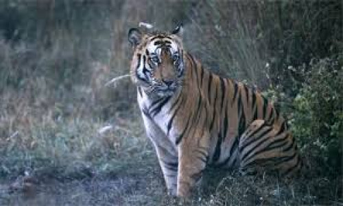 পার্বত্য চট্টগ্রামের বনে কি আসলে বাঘ আছে