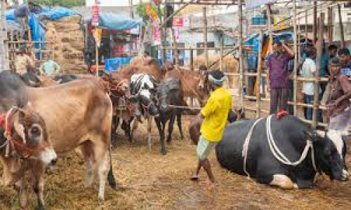 সর্বোচ্চ দরদাতা ইজারা পাননি, গাবতলী হাটে খাস আদায় করছেন ‘পছন্দের’ ব্যক্তিরা