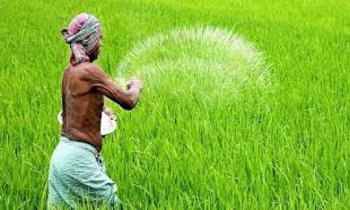 সার–বীজের নিয়ন্ত্রণ কিছু কোম্পানির হাতে যাওয়ায় কৃষকের পরিস্থিতি নাজুক