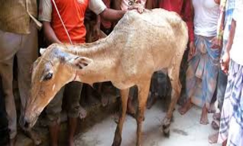 নীলগাই আসছে নিয়মিত, কোনোটি মারা যায়, কোনোটি উদ্ধার হয় আহত অবস্থায়