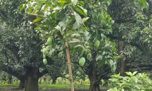 এক সীমানায় দেশি-বিদেশি ১১৭ জাতের আমের সমাহার