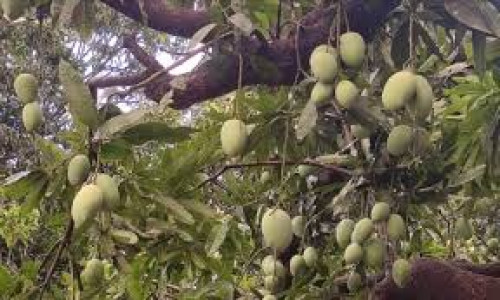 কেন এবার একসঙ্গে পেকে যাচ্ছে ক্ষিরশাপাতি, আম্রপালি, ল্যাংড়া